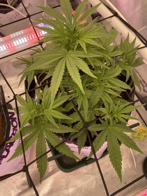 Luke Skywalker?. Week 5