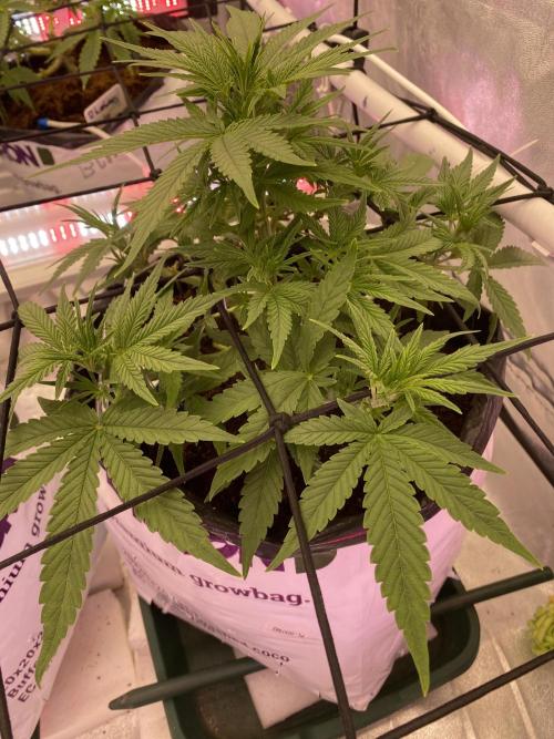 Luke Skywalker?. Week 5