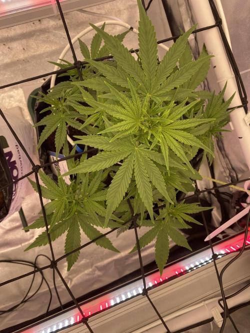 Luke Skywalker?. Week 5