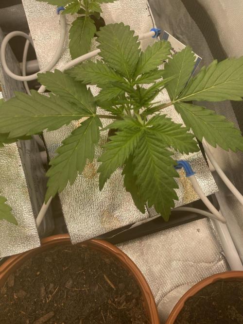 New Strain is coming. Week 3 - Start w3