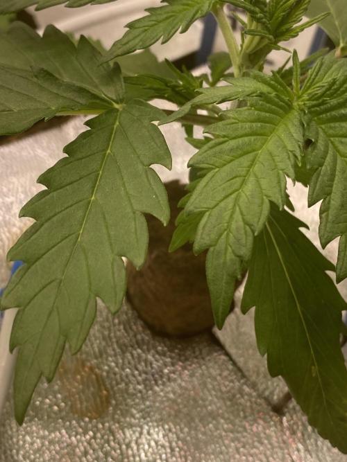 New Strain is coming. Week 3