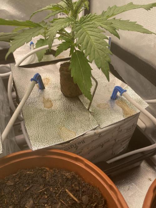 New Strain is coming. Week 3