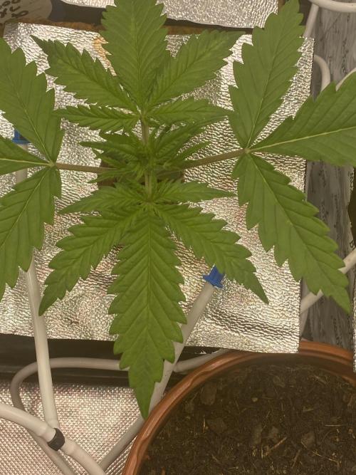 New Strain v2. Week 3