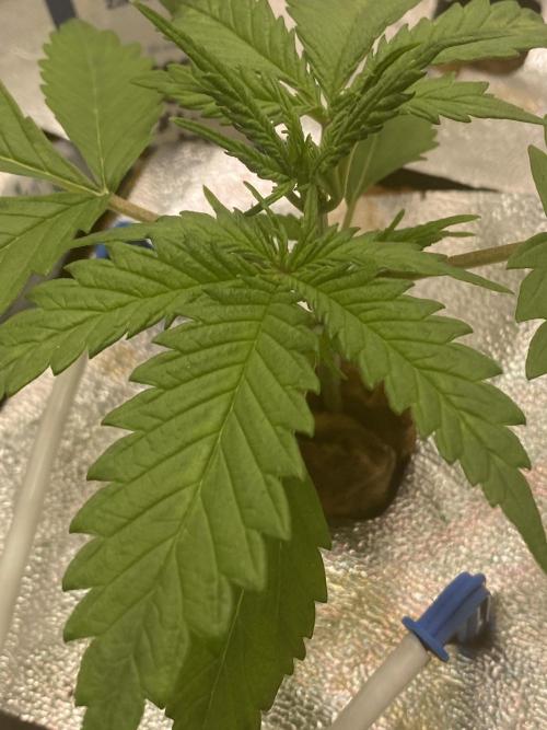 New Strain v2. Week 3