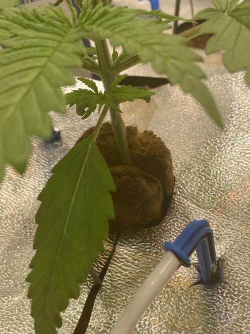 New Strain v2. Week 3