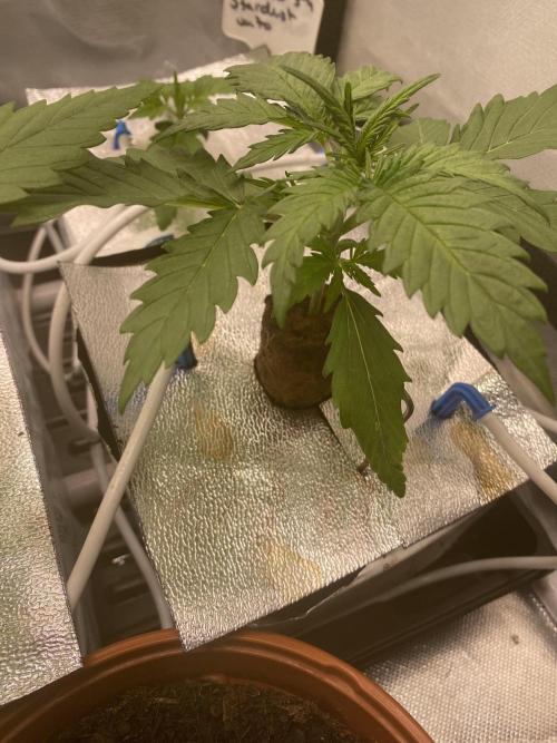 New Strain v3. Week 3