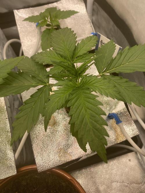 New Strain v3. Week 3