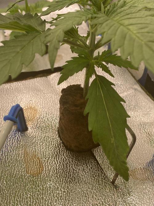 New Strain v3. Week 3
