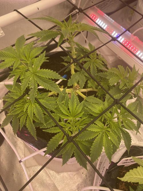 Bubblegum. Week 6