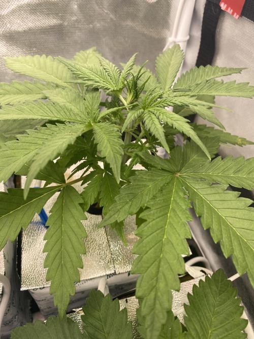 New Strain v3. Week 4
