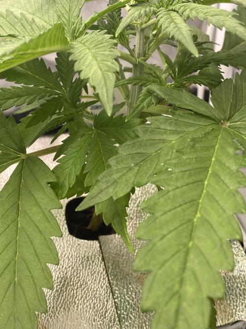 New Strain v3. Week 4