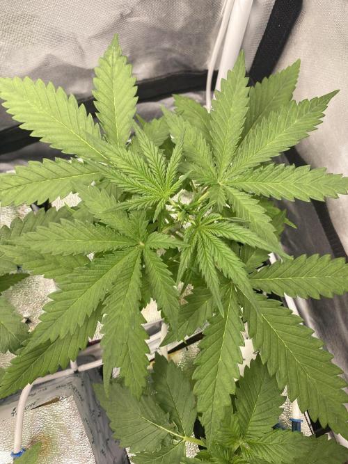 New Strain v3. Week 4