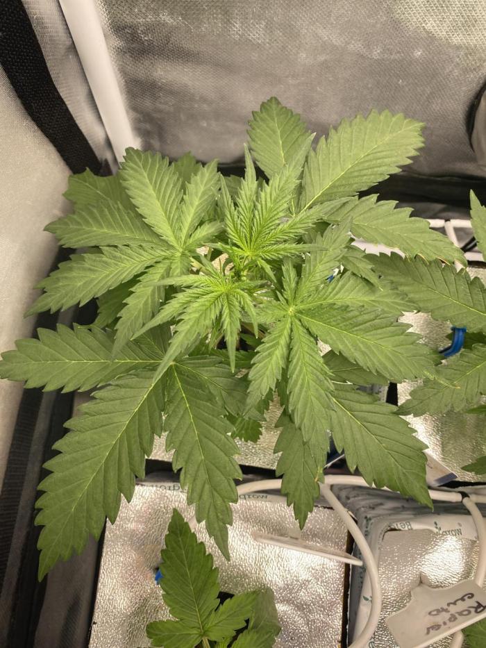 New Strain v2. Week 4