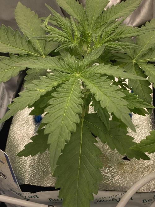 New Strain is coming. Week 4