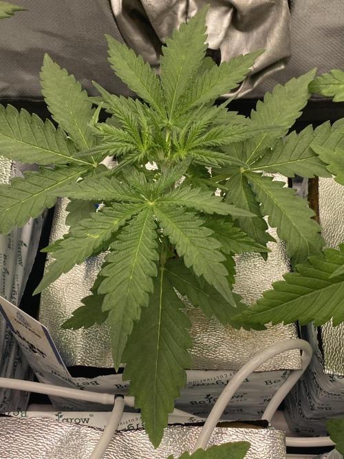 New Strain is coming. Week 4