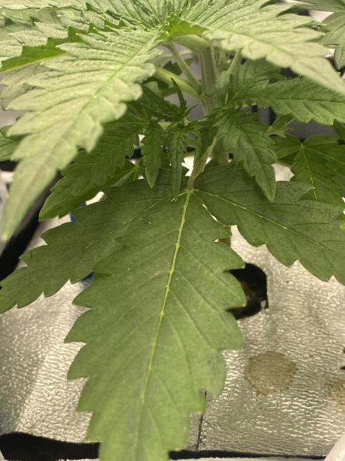 New Strain is coming. Week 4