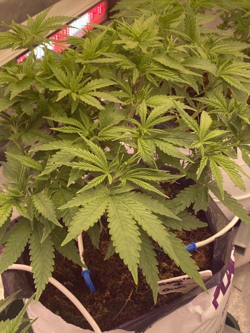 HFCS test run 5. Week 7