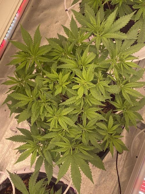 HFCS test run 5. Week 7