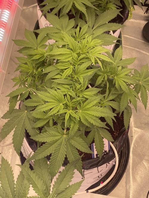 Diablos delight. Week 7