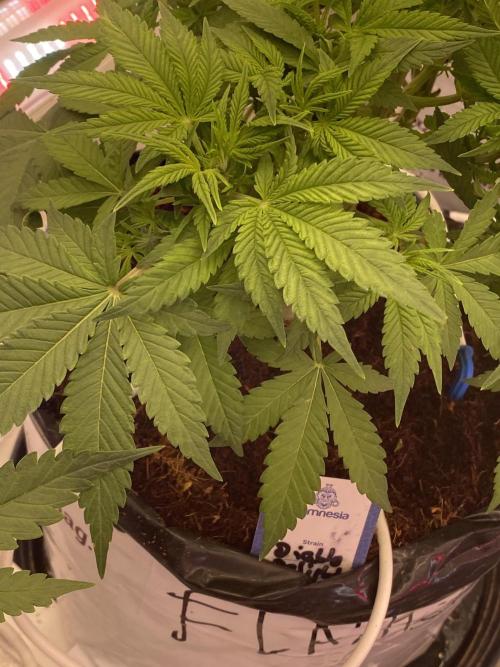 Diablos delight. Week 7