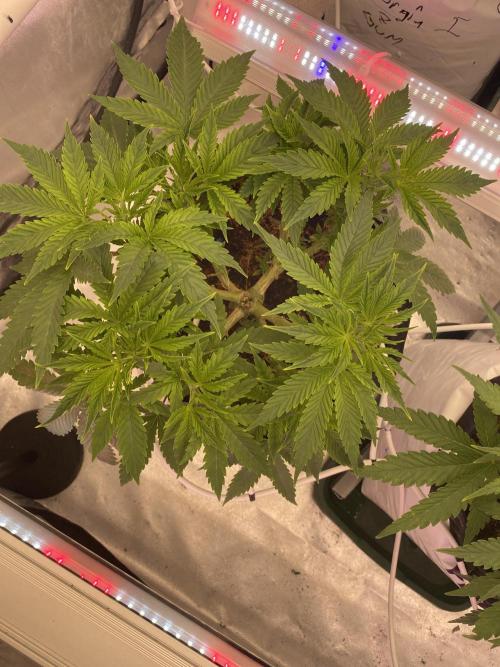 Bubblegum. Week 7