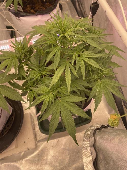 Luke Skywalker?. Week 6