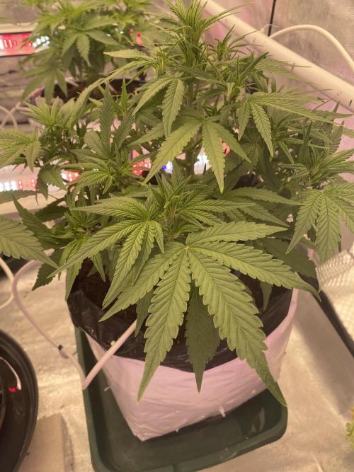 Luke Skywalker?. Week 6