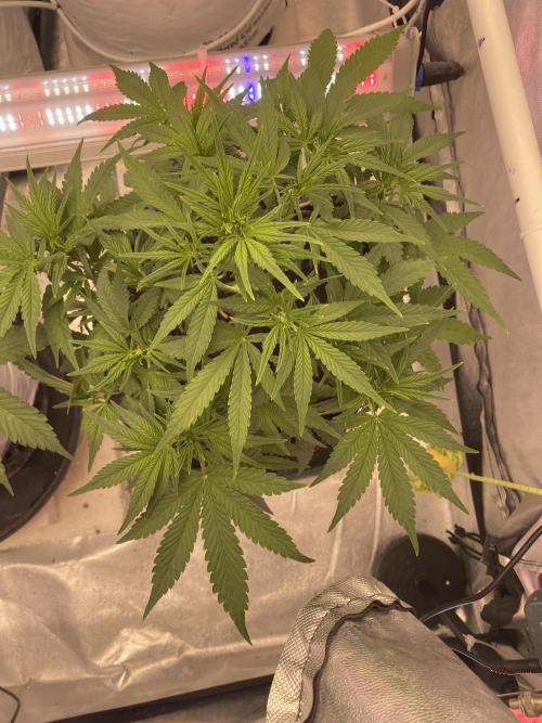 Luke Skywalker?. Week 6