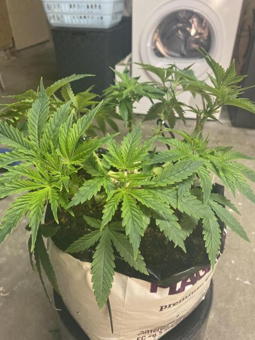 Bubblegum. Week 7