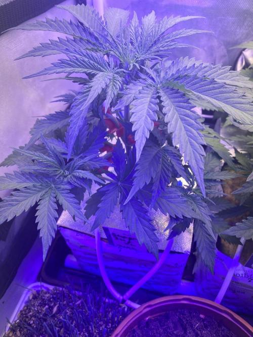 New Strain is coming. Week 5