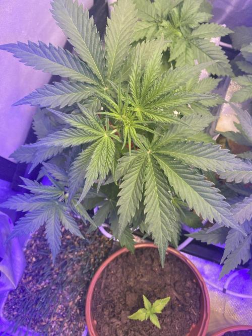 New Strain is coming. Week 5