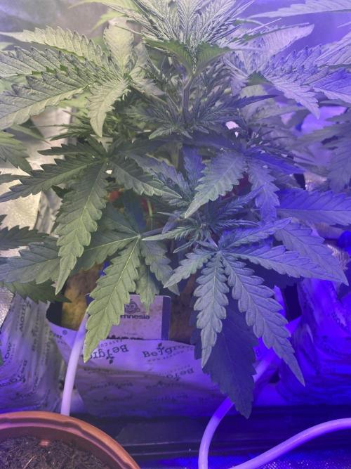 New Strain v2. Week 5