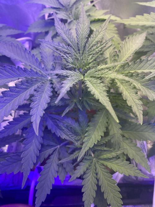 New Strain v2. Week 5
