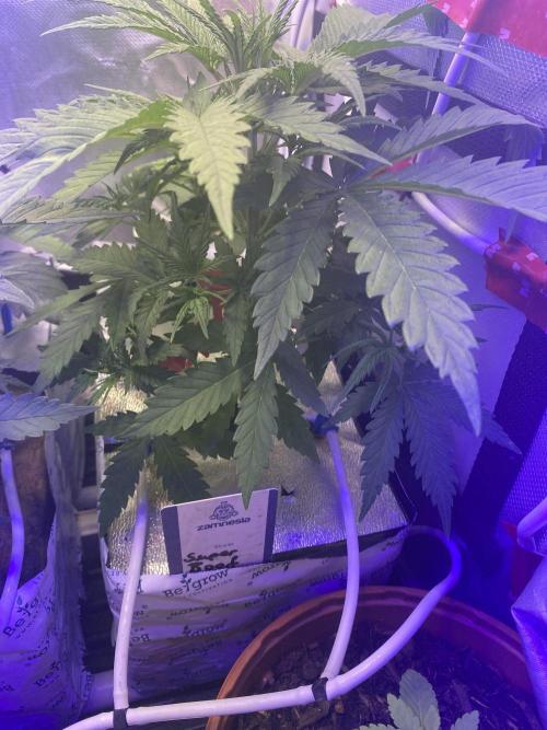 New Strain v3. Week 5