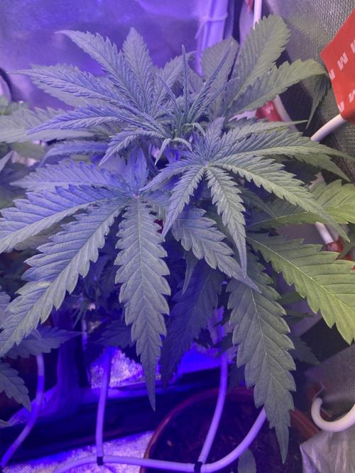 New Strain v3. Week 5