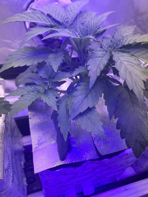 Some Dust from the stars in HFCS. Week 3