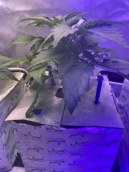 Some Dust from the stars in HFCS. Week 3