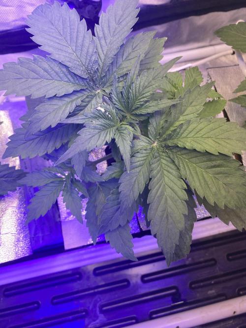 Some Dust from the stars in HFCS. Week 3