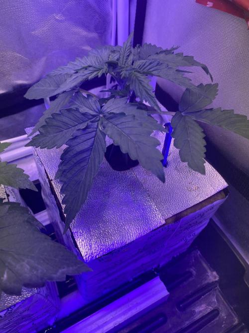 Super Boof and Zammi. Week 3