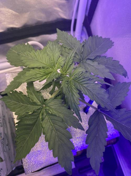 Super Boof. Week 3