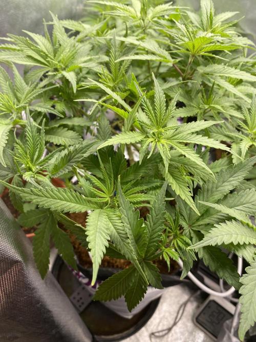 HFCS test run 5. Week 8