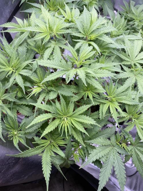 HFCS test run 5. Week 8