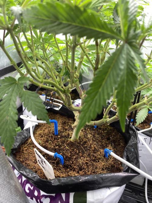 HFCS test run 5. Week 8
