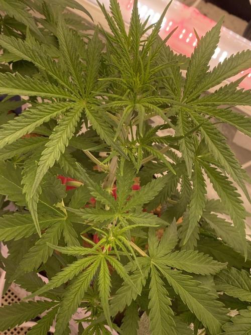 New Strain v3. Week 6