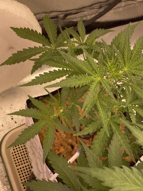 Super Boof and Zammi. Week 4