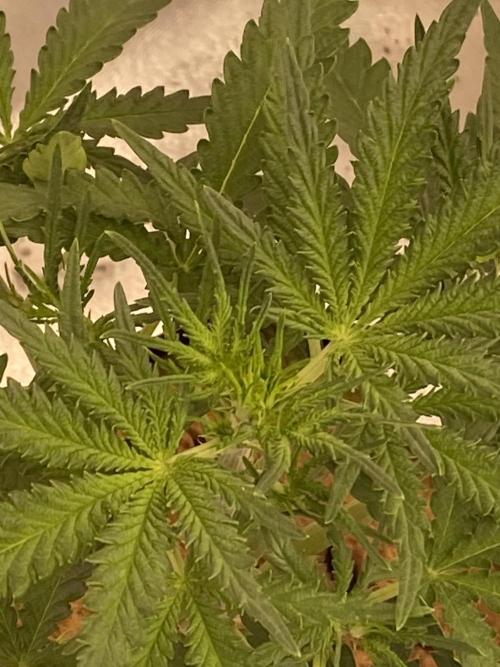 Super Boof. Week 4