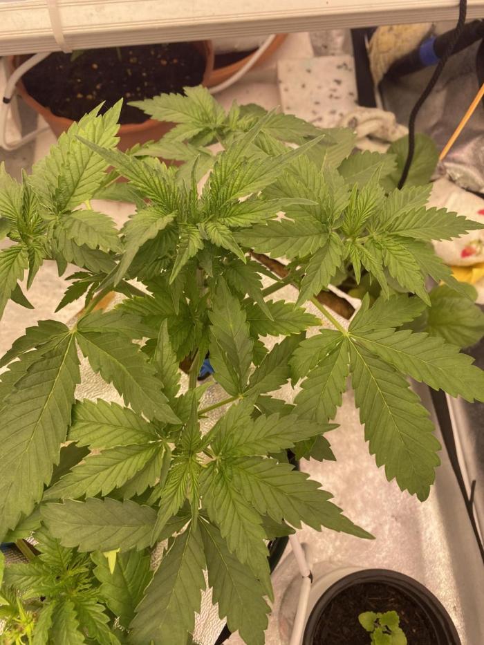 Some Dust from the stars in HFCS. Week 4