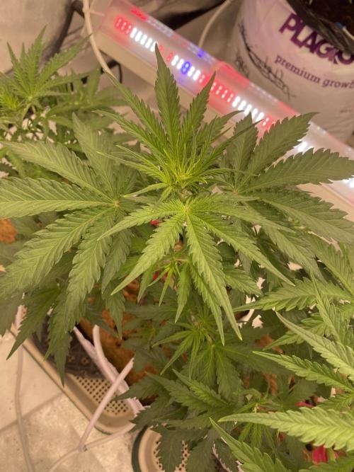 New Strain v2. Week 6