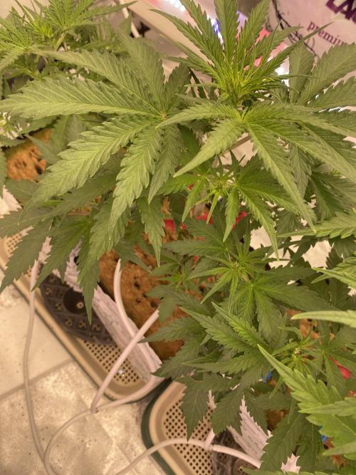 New Strain v2. Week 6