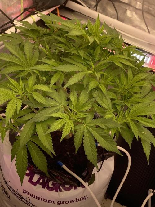 Diablos delight. Week 8